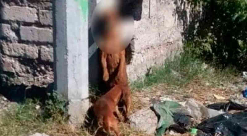 Outro ato de crueldade animal: penduraram um cachorro em Coahuila, México