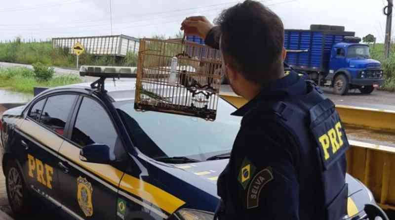 PRF apreende animal silvestre sendo transportado ilegalmente em Marabá, PA