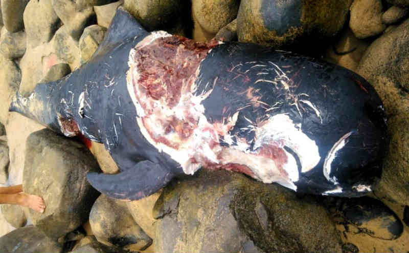 Baleia morta é encontrada em Fernando de Noronha, PE