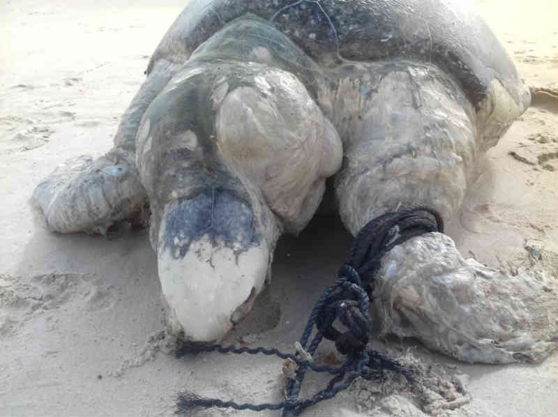 Tartaruga-verde é achada morta na praia do Bessa, em João Pessoa, PB