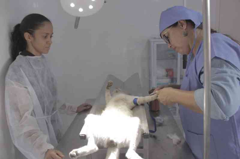 Clínica em Ipojuca (PE) oferece consultas gratuitas a cães e gatos