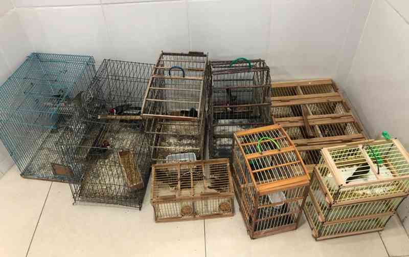 Operação apreende 33 aves comercializadas em feira livre em Petrolina, PE