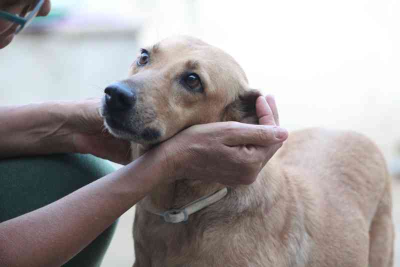 Apipa tem dívida de R$ 60 mil com clínicas veterinárias e pede doações
