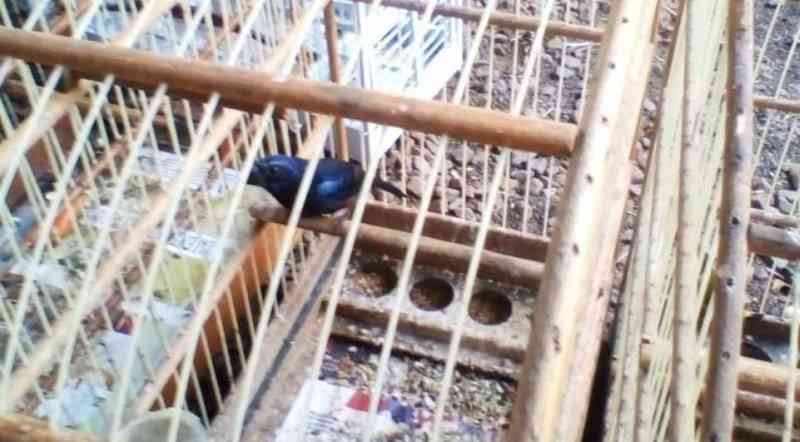 Pássaros silvestres e animal abatido são encontrados em Pato Branco, PR