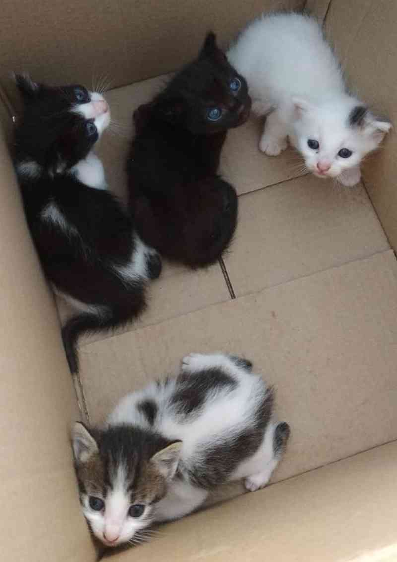 Caixa com gatinhos foi abandonada na Neva, em Cascavel (PR); animais precisam de adoção