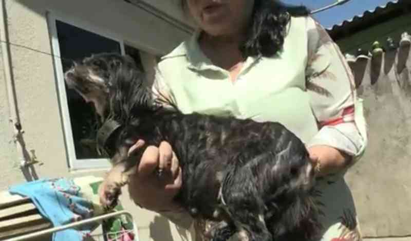 Polícia Ambiental apreende cães de raça com sinais de maus-tratos em Foz do Iguaçu, PR