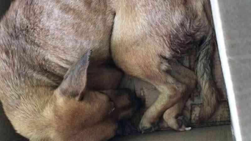 Polícia já tem suspeito de perfurar vagina de cachorra com espeto de churrasco em Goioerê, PR