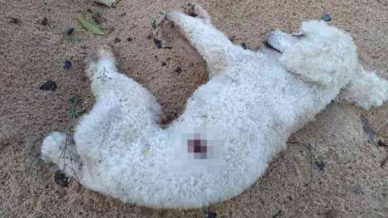 Cachorro é encontrado morto e com marcas de tiros em Maringá, PR