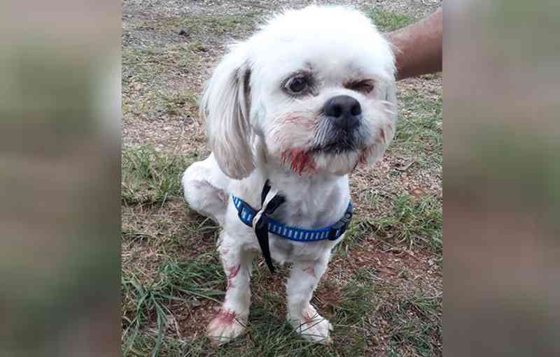 Homem é preso em Ponta Grossa (PR) por agredir cão com cabo de vassoura