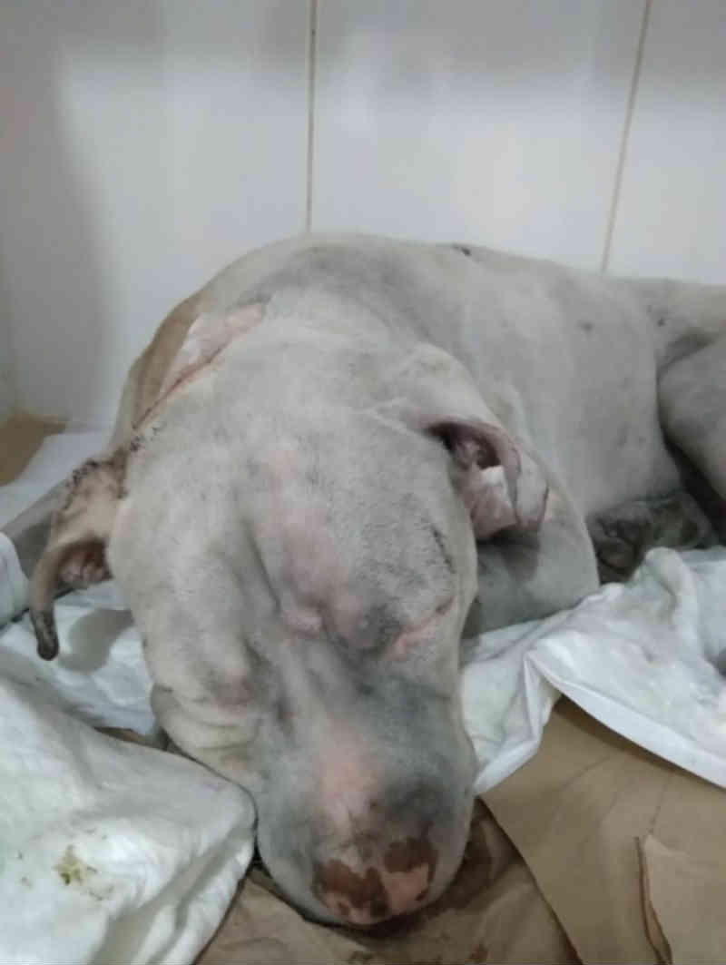 Cão baleado em Nova Iguaçu (RJ) se recupera após cirurgia para retirada das balas
