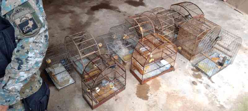Pássaros são resgatados de cativeiro no interior de residência em Petrópolis, RJ