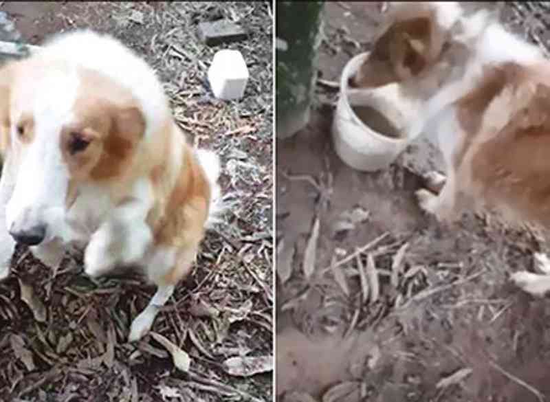 Amigos dos animais salvam cachorros de morte cruel em São Sebastião do Caí, RS