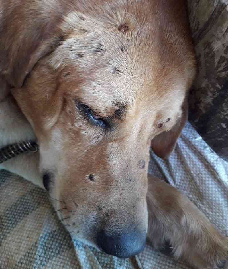 Polícia investiga denúncia de tortura a cão em Morro Redondo, RS