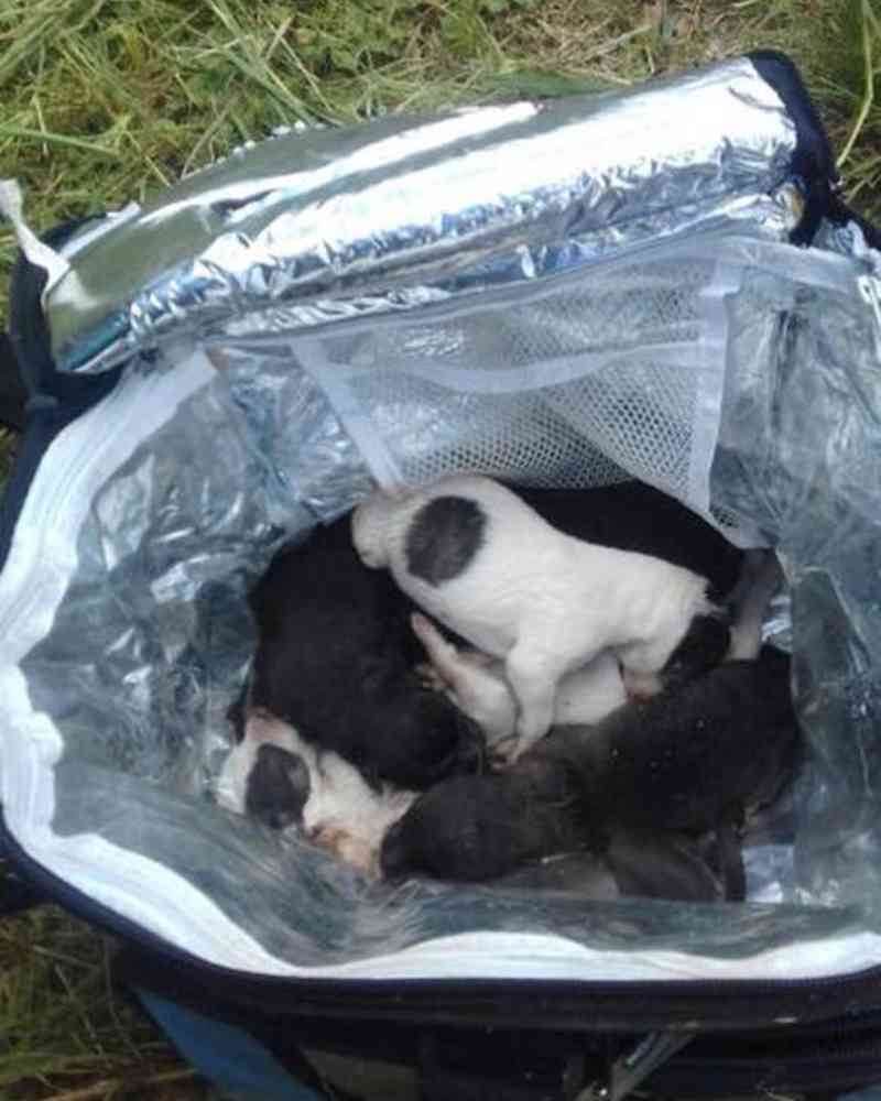‘Não é uma coisa humana’, diz voluntária sobre filhotes mortos em sacola térmica