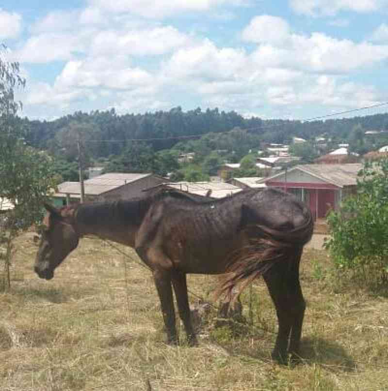 Cavalos são encontrados sob forte sol e desnutridos em Soledade, RS