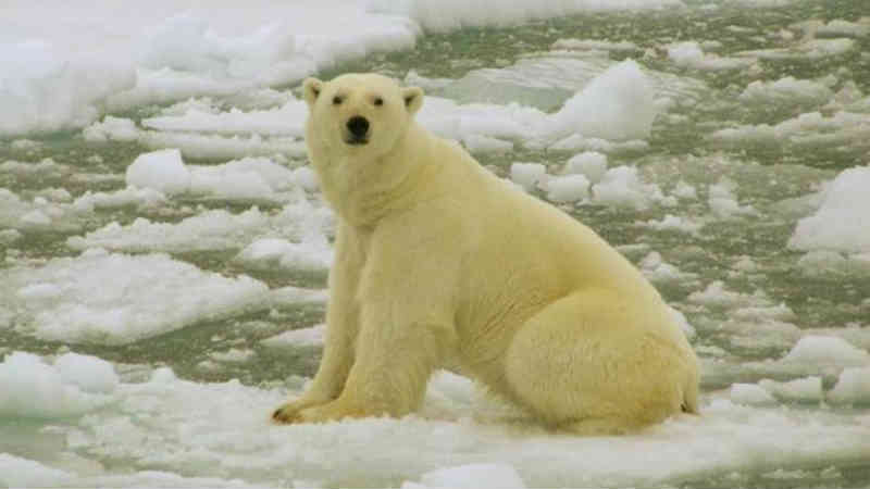 Aquecimento global: Arquipélago russo entra em estado de emergência após ‘invasão’ de ursos polares famintos