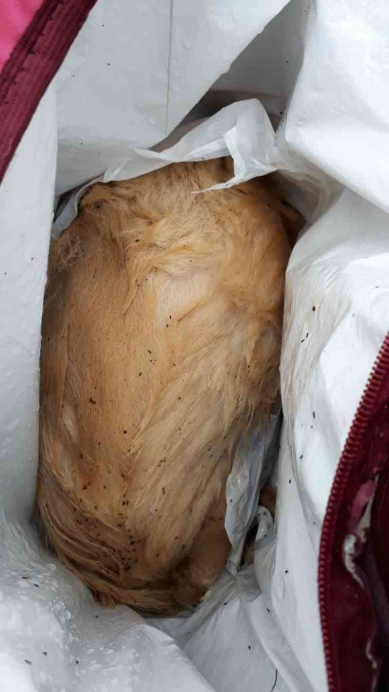 Cachorro é encontrado morto dentro de sacola abandonada no Loteamento Parizotto, em Capinzal, SC