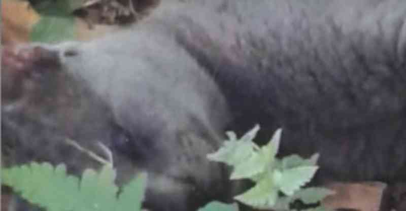 Quatro animais comem pó de vidro em Balneário Camboriú, SC; dois morrem