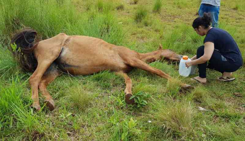 Denúncias que envolvem cães e cavalos lideram ranking de ocorrências de maus-tratos em Xanxerê, SC
