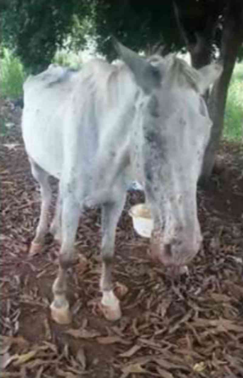 Cavalo cego vítima de maus-tratos resgatado em Americana, SP