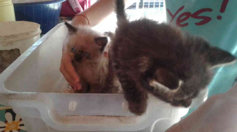 Filhotes de gatos com menos de 30 dias são abandonados em caixas plásticas em Araçatuba, SP