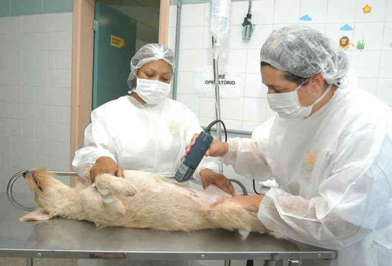 Prefeitura de Guarulhos (SP) abre cadastramento online para castração de cães e gatos