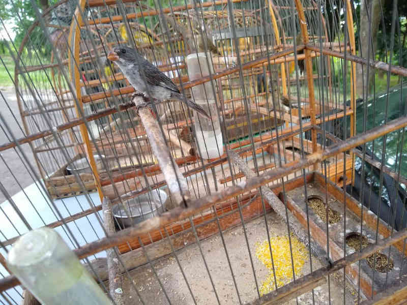 Polícia apreende 10 aves silvestres em casa de Piracicaba (SP) e aplica multa de R$ 9,5 mil