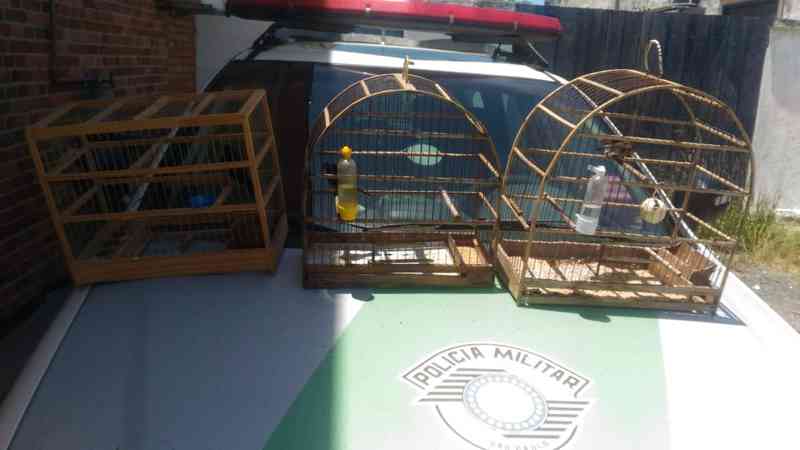 Aves são resgatadas e fazendeiro é multado por crime ambiental em Iguape, SP