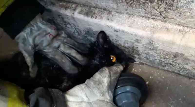 Bombeiros usam máscara de oxigênio para reanimar gato resgatado de incêndio em Marília, SP