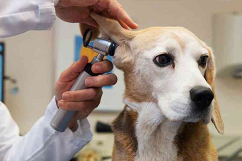 Atendimento no hospital público veterinário de Osasco (SP) começa em março