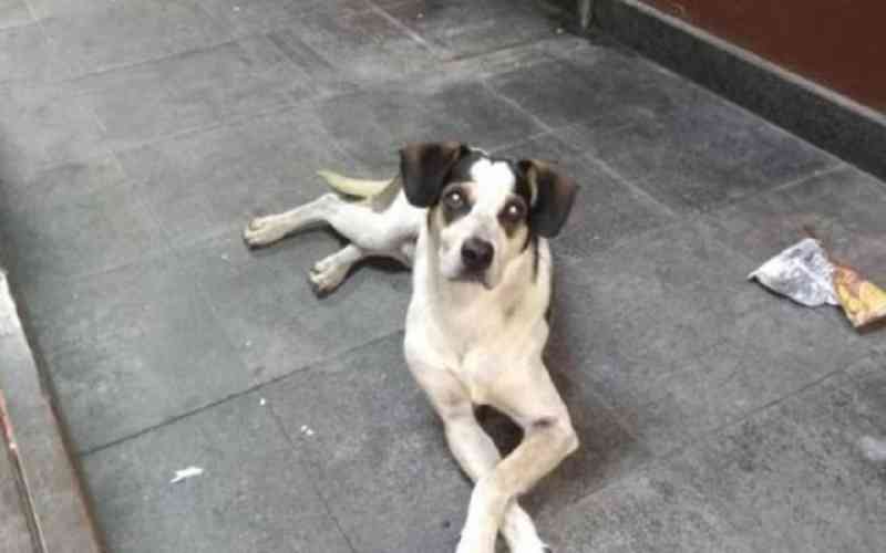 Manchinha: Hospital veterinário público recebe nome de cadela morta no Carrefour de Osasco, SP