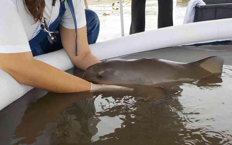 ‘Mini’ golfinho ameaçado de extinção é salvo por piscina inflável em SP