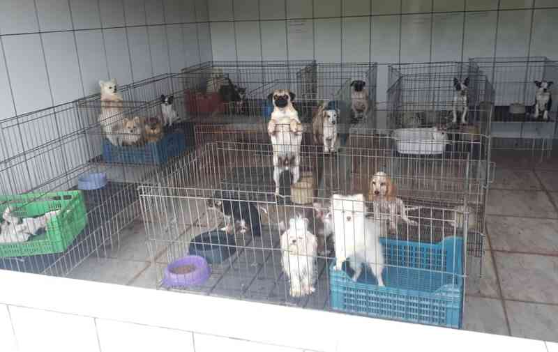 Polícia fecha canil clandestino com centenas de cães em Piedade, SP