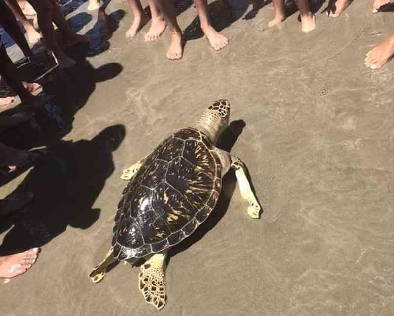 Banhistas encontram tartaruga-verde morta na orla de Praia Grande, SP