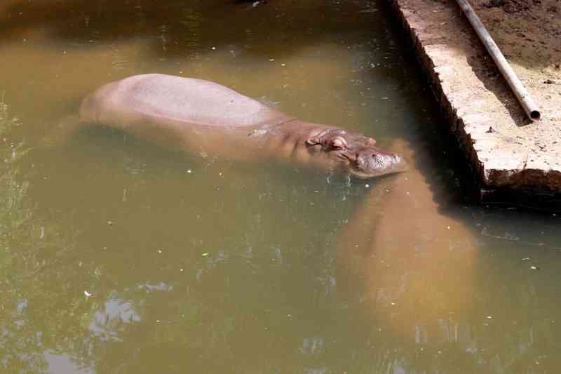 Hipopótamo de seis anos morre no zoológico de Rio Preto, SP