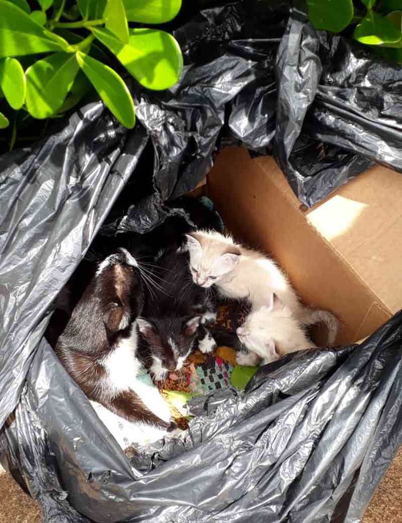 Mulher resgata gata e filhotes abandonados dentro de saco de lixo em Rio Preto, SP; vídeo