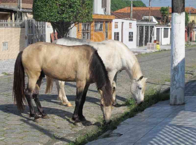 Cavalos abandonados serão recolhidos por empresa em Santos, SP