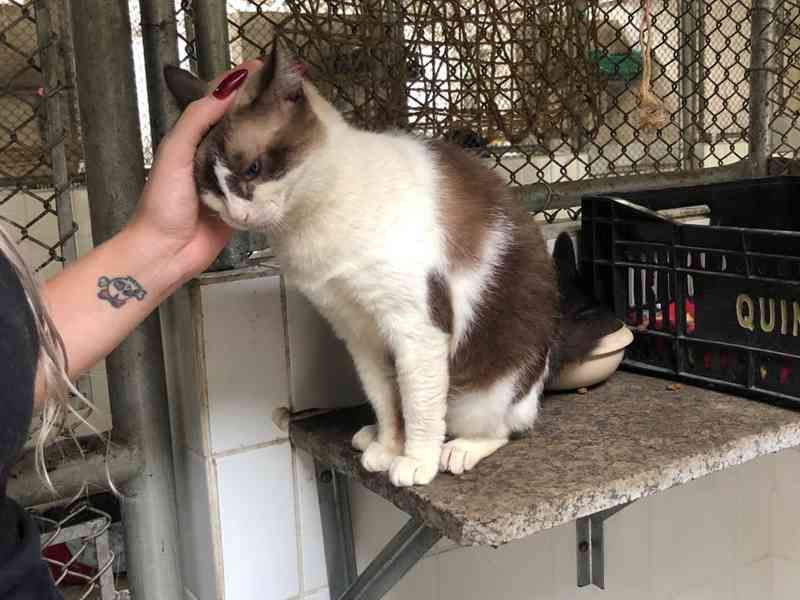 Voluntários visitam animais resgatados e ajudam a aliviar estresse de gatos em Santos, SP