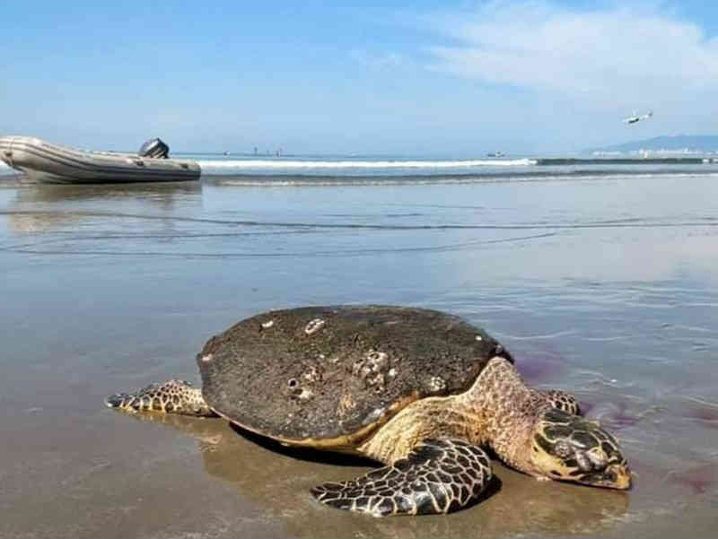 Tartaruga de 55 kgs ameaçada de extinção é achada morta em SP