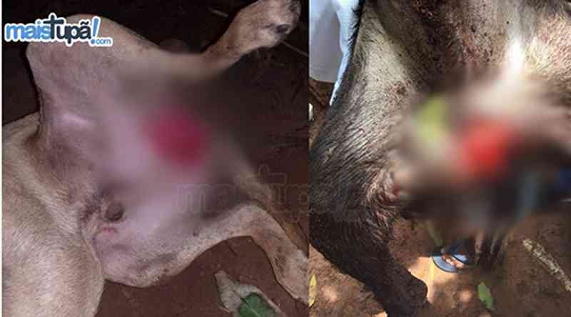 Cães sofrem mutilações em órgãos genitais e caso é levado à polícia em Tupã, SP