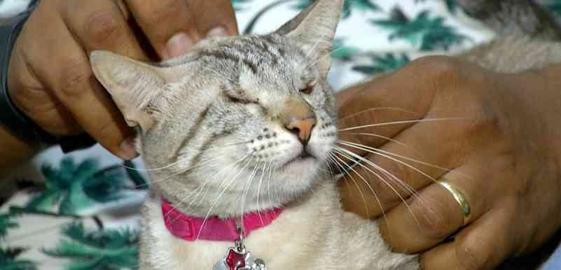 Casal adota gatos que ficaram sem os olhos após cirurgia: ‘amor incondicional’