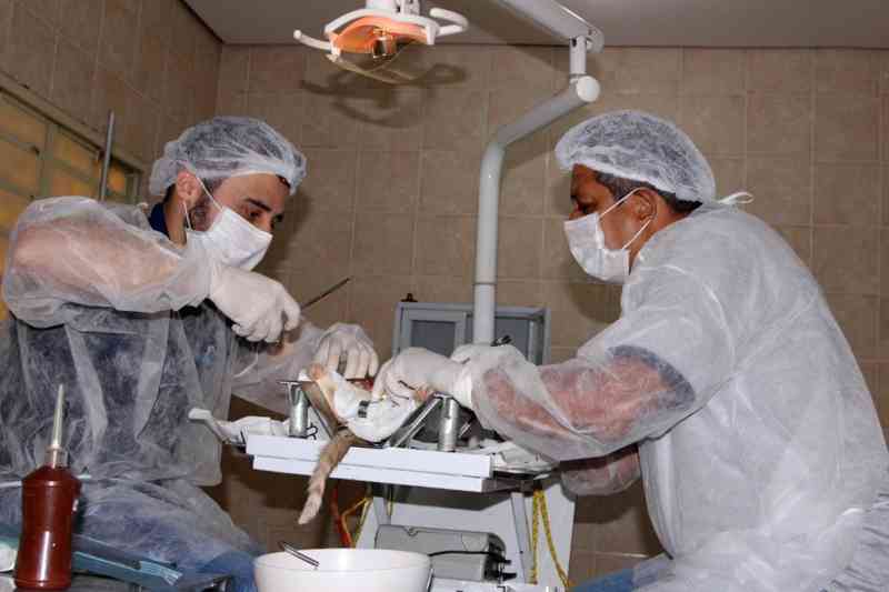 Servidor aproveita cadeira odontológica e cria mesa cirúrgica para castração de animais em Gurupi, TO