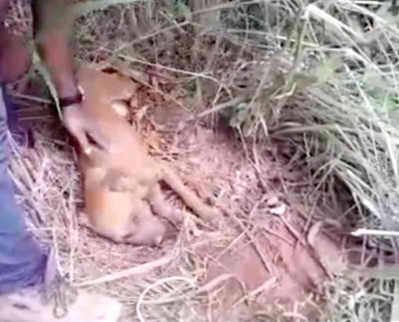 Cães são amarrados em árvore e agredidos até a morte em Palmas, TO; vídeo