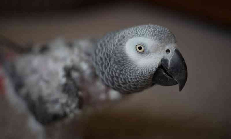 Papagaios africanos foram transportados ilegalmente pela Turkish Airlines (Proteção Animal Mundial/Divulgação)