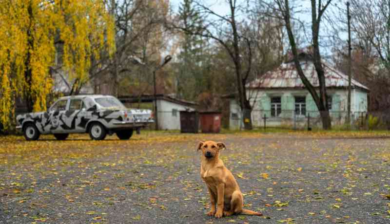 Filhotes de Chernobyl livres de radiação iniciam nova vida na América do Norte