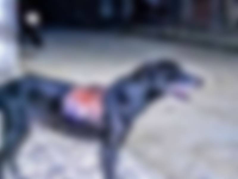 Cão de rua é atacado com água quente por morador em Pão de Açúcar, AL