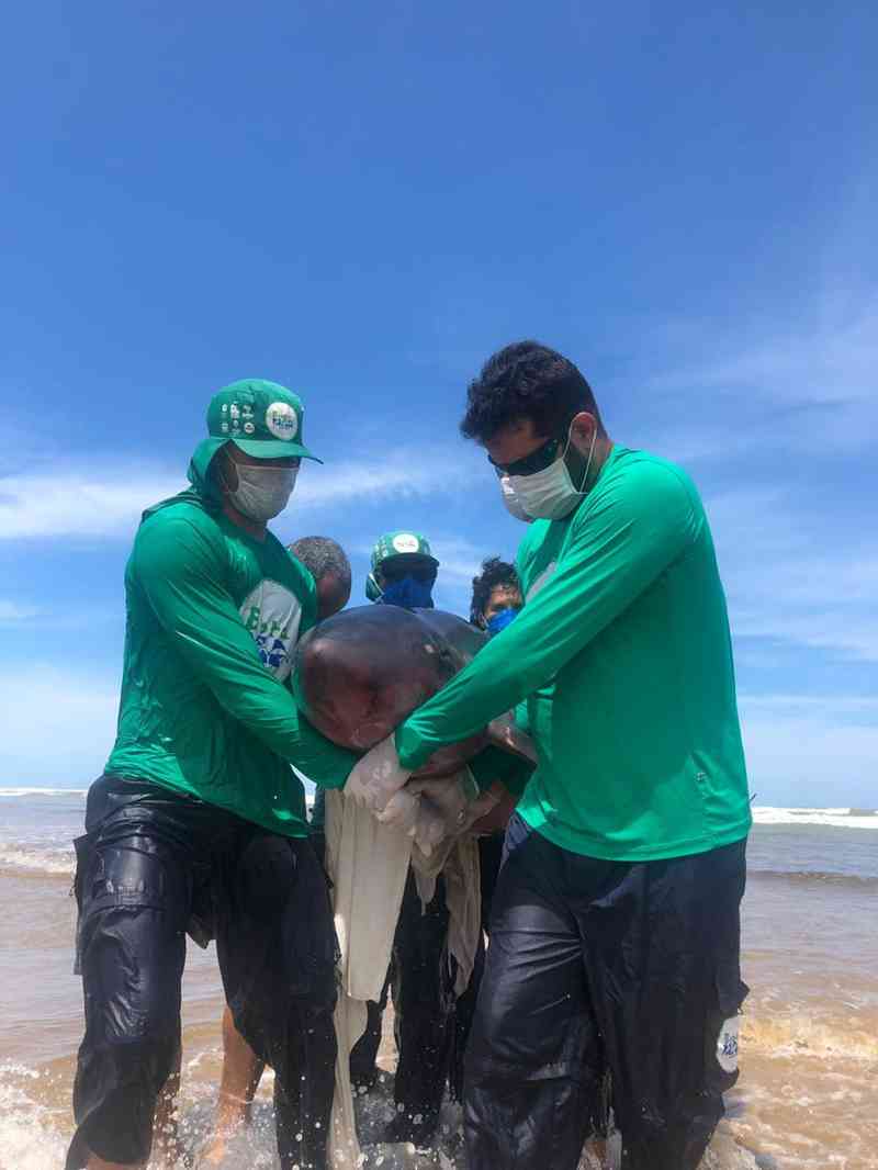 Morre baleia resgatada após encalhar em Feliz Deserto, AL