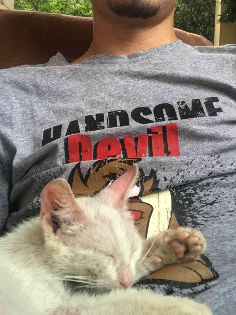 Homem acorda com filhote de gato dormindo na sua barriga
