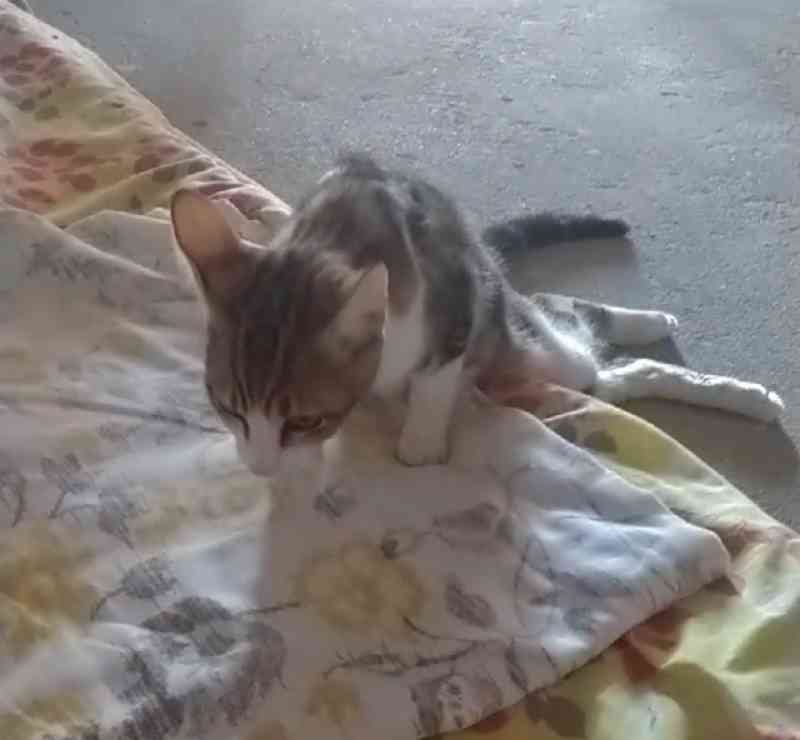 Grupo de proteção de animais denuncia espancamento de gato em Amargosa, BA