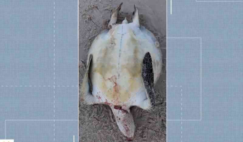 Doença que provoca verrugas em tartarugas marinhas volta aparecer no sul da Bahia depois de cinco anos